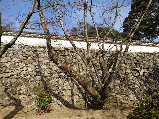 姫路城 はの門東方土塀(上山里曲輪東側から見た)