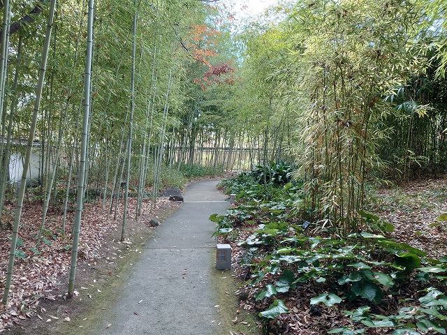 姫路城 好古園 竹の庭