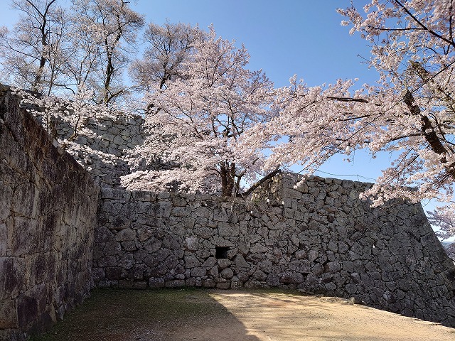 津山城 裏中門跡の高石垣と桜