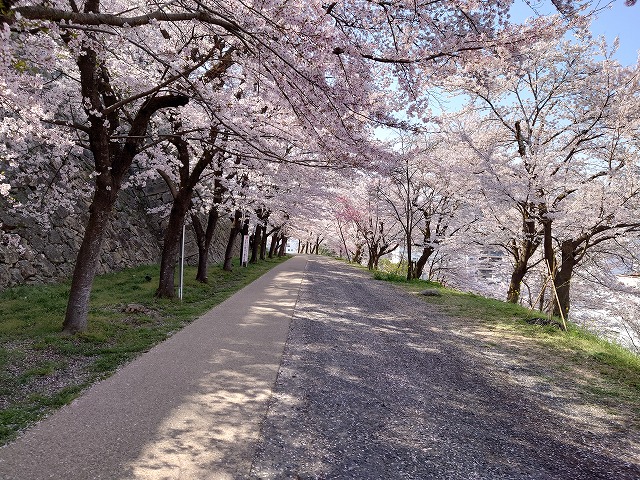 津山城 三ノ丸桜の回廊