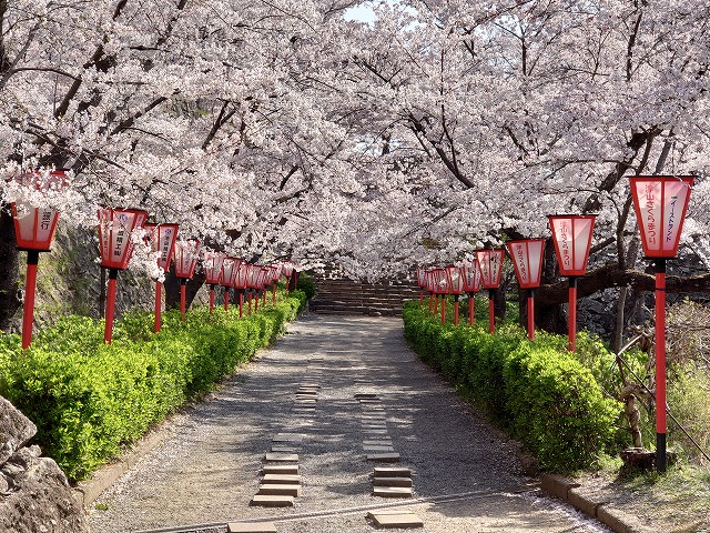 津山城 二ノ丸切手門への桜の回廊