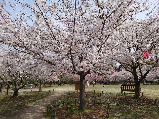 高松城 桜の馬場と桜