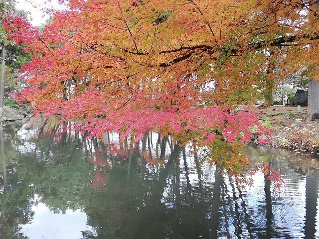盛岡城 毘沙門清水から見た鶴ヶ池の紅葉