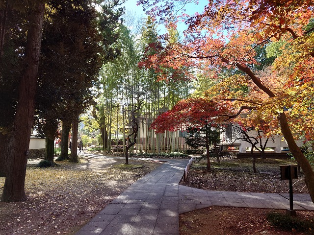 足利学校 収蔵庫前の紅葉と竹林(遠景)