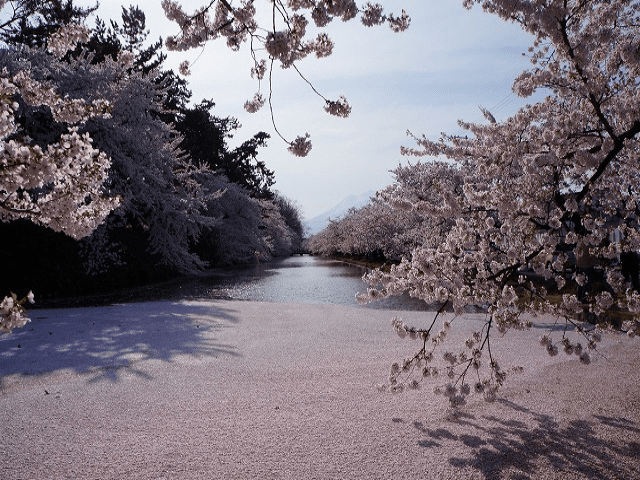 弘前城 蓮池の桜