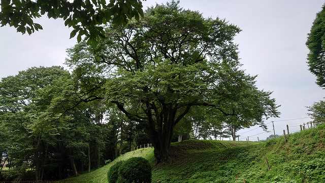 鉢形城_氏邦桜01