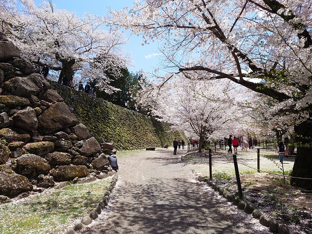 小諸城 馬場と小径の桜