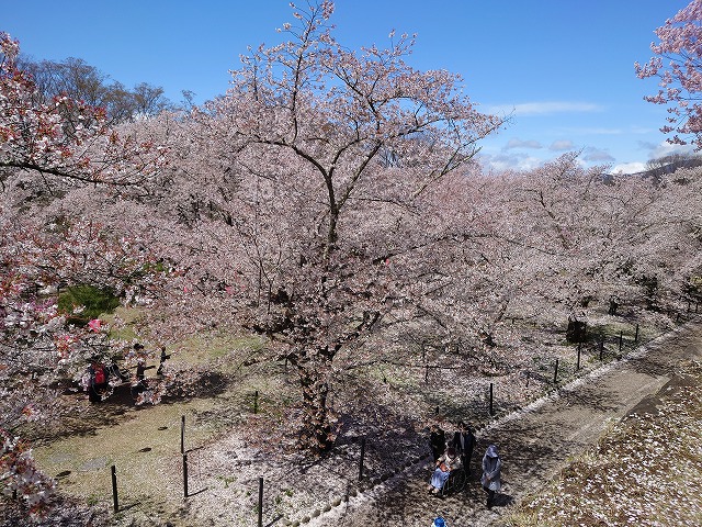 小諸城 本丸石垣から見た馬場と大桜