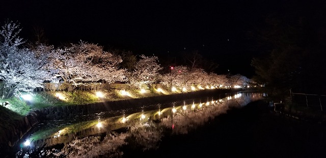 松本城 内堀の夜桜