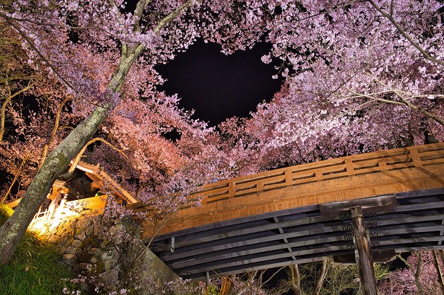 高遠城 桜雲橋と夜桜