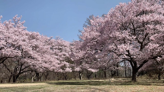 高遠城 桜