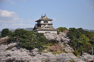丸岡城(春の桜)