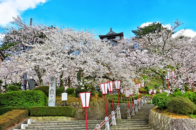 霞が城公園(春の桜)