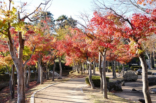 霞が城公園(秋の紅葉)
