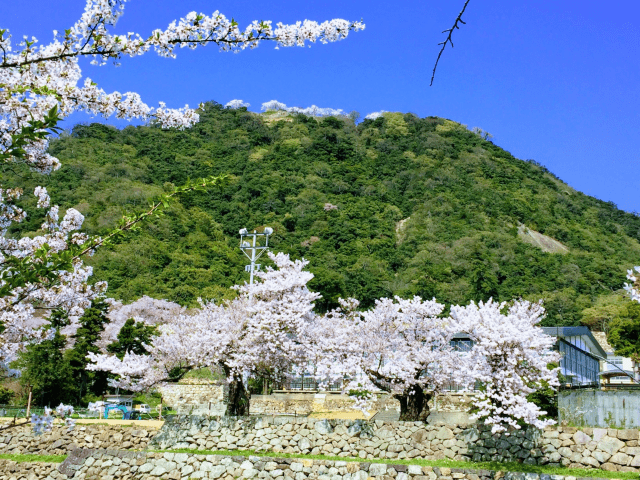 鳥取城 桜(ソメイヨシノと久松山)