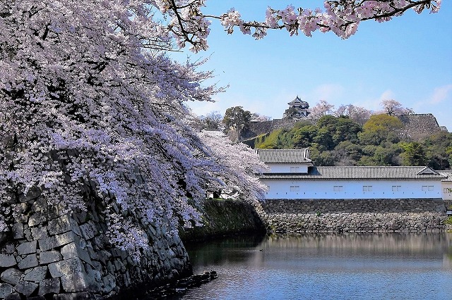 彦根城 中堀(桜満開)からの眺め