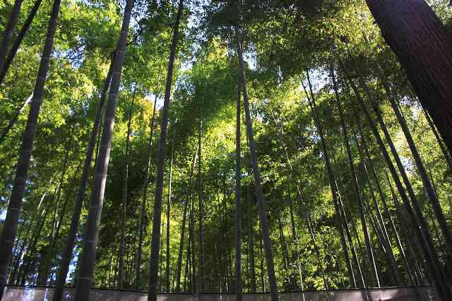 偕楽園 孟宗竹林_2