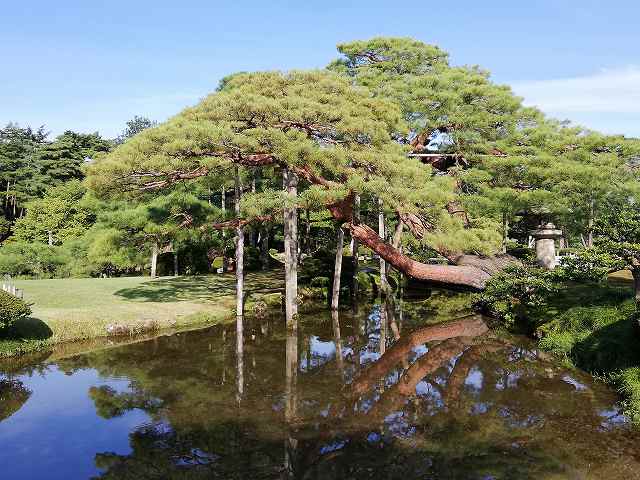 兼六園 唐崎松