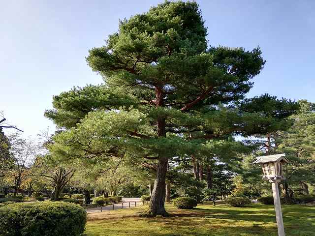 兼六園 根上松