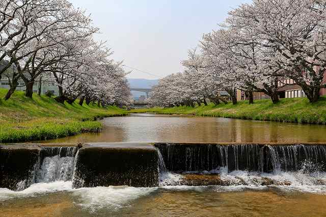 玉造温泉 玉湯川の桜